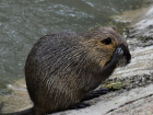 В Нижнеднестровском нацпарке Одесской области поселились нутрии