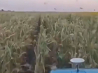 Стая саранчи уничтожила кукурузное поле в Одесской области – видео