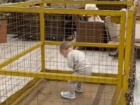Появилось видео из магазина Одессы, где родители посадили ребенка в клетку