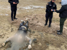 В Одесской области рыбак вместо рыбы поймал труп мужчины