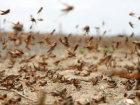 Крылатая смерть атаковала Одещину: Украина обвинила Россию в нашествии саранчи