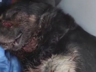 В Одессе начали лечение пса, которого ранили в голову