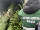 В Одессе штрафы за незаконную вырубку ёлок доходят до 100 тысяч гривен