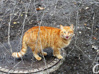 Одесситы пожаловались на мужчину, который стрелял по котам, но есть нюанс
