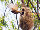 Одесский орнитолог обнаружил уникальное гнездо редкой птицы ремеза