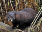 В Одесской области зафиксировали редкую европейскую норку