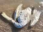 В Одесской области мертвых лебедей выбросило на берег моря