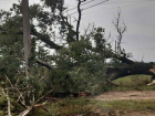 В Одессе штормовой ветер валит деревья на людей