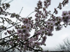 В Одессе в декабре зацвела сакура