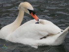 Редкие лебеди поселились на лимане Бурнас