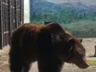 В Одесском зоопарке проснулась медведица Поляна