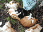 В Одесской области нашли коробку с трупами шести измученных кошек