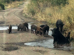 В Одесской области нашествие диких кабанов: урожаи разорены, люди в панике