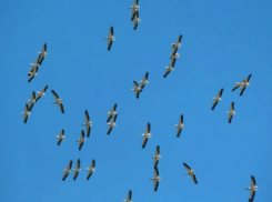 В Одесской области заметили первых розовых пеликанов
