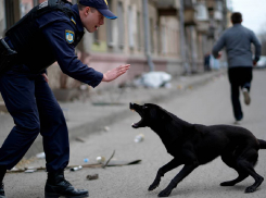 Собака спасла своего хозяина от мобилизации в Одессе