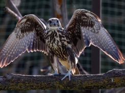 Один из самых редких хищников Евразии вернулся в степи Одесщины