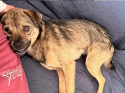 Собаку, которую бросали со склона подростки в Одесской области, приютила семья из Великобритании