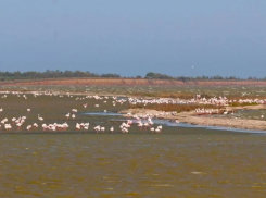 Сотни розовых фламинго покинули гнездовье в Одесской области из-за шумной пьянки 