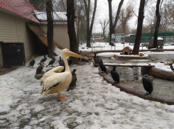Одесский зоопарк попал под арест в деле о возможной растрате бюджетных средств
