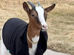 Самойлова и Джиган угробили козу Мими еще в апреле и скрывали это