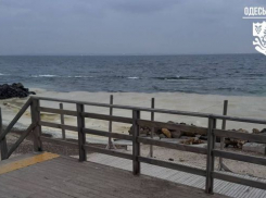 Киев выдал разлитую под Одессой нефть за растительное масло