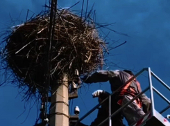 Одесские электрики установили в городе платформы с гнездами для аистов