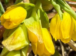 В Одесской области зацвел редкий цветок, сохранившийся с прошлых геологических эпох