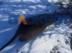 Дикие нутрии захватывают Одесскую область – чем они опасны