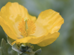 В Одесской области СВО разбудила редкий краснокнижный цветок