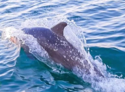 У берегов Одесчины массово гибнут дельфины