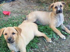 На кладбище в Одесской области застрелили собаку