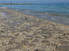 Тысячи мертвых медуз выбросило на одесский пляж