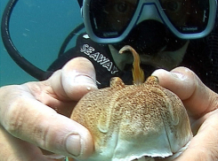 «Морской убийца у пляжей Одессы»: в Черном море заметили смертельно ядовитую рыбу