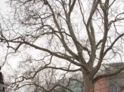 В Одессе решили переименовать дерево