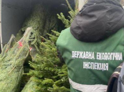 В Одессе штрафы за незаконную вырубку ёлок доходят до 100 тысяч гривен