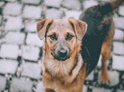В Одессе мужчина убил собаку, выстрелив в нее из винтовки