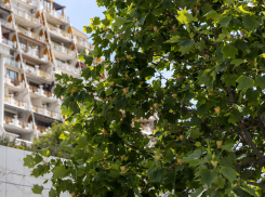 В Одессе зацвело единственное тюльпанное дерево