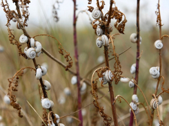 Одессу атаковали сухопутные моллюски