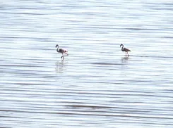 В Одесскую область прилетели редкие фламинго