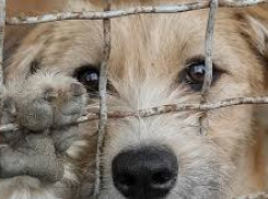 В Одессе двое мужчин насиловали собаку