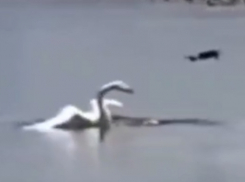 Лебедь сбил дрон ВСУ в Одесской области