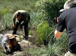 Немецкие журналисты сняли репортаж про массовую гибель дельфинов в Одесской области