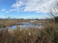 В Одесской области канализационные стоки спускают в природу, провоцируя эко-катастрофу