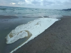 В Одесской области из-за выбросов масла погибли более пяти тысяч птиц