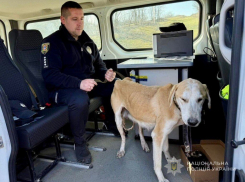 В Одесской области пенсионер расстрелял собаку с щенятами