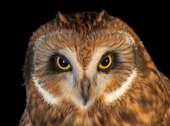 В Одессе запечатлели редкую болотную сову из Красной книги