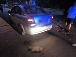 В Одессе легковушка насмерть сбила собаку