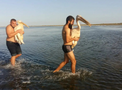 В Одесской области спасли редких розовых пеликанов