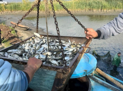 Экологи устроили рыбный апокалипсис в одесских озерах