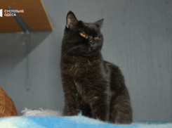 В Одессе под монастырем открыли приют для сотен брошенных кошек